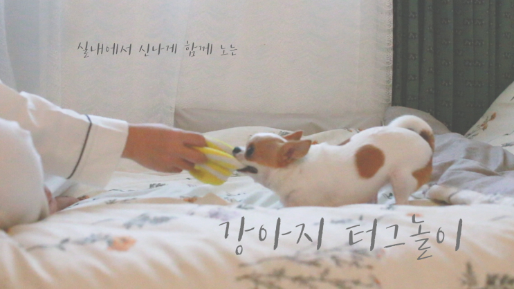  강아지산책 못나갈땐, 실내에서 신나게 터그놀이 해요~