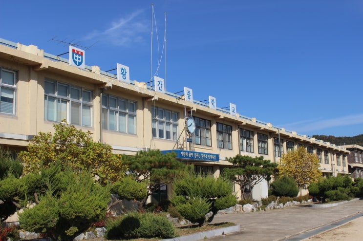  우리 아이들이 졸업한 황간중학교 / 새너울중학교 입구에 심어진 나무가 단풍이 들었어요