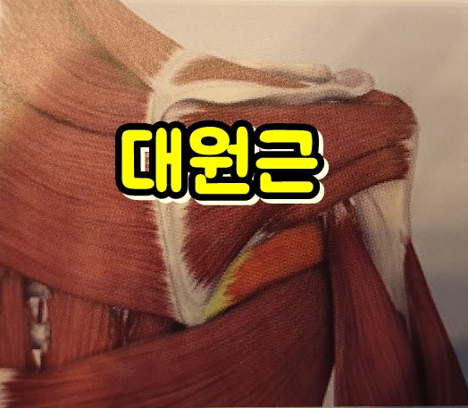  소원근, 대원근, 삼각근, 광배근 위치 주사통증치료
