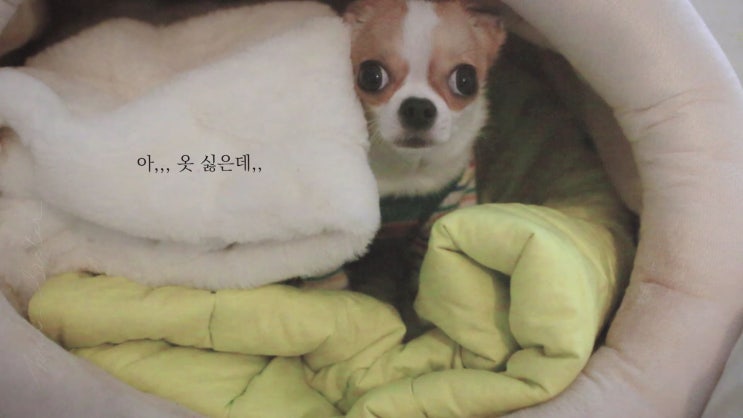  '[강아지 카메라 ] 치와와 정말 옷입기 싫을때
