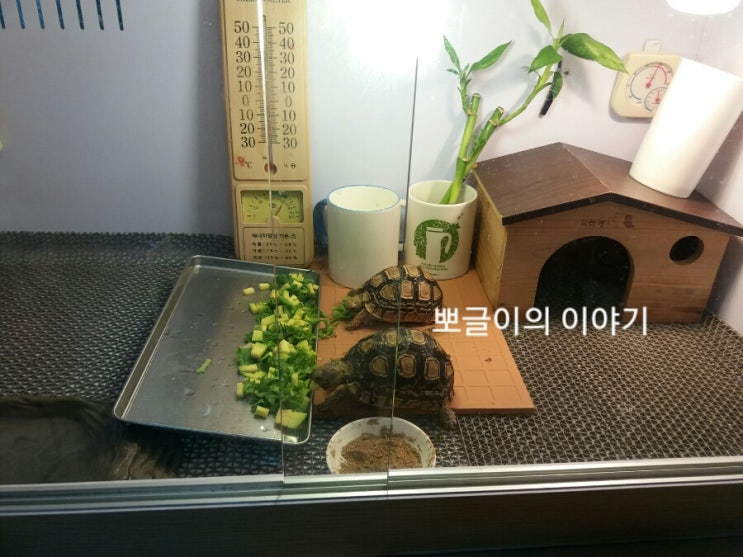  4)레오파드거북이 어니부기의 감기,눈병 치료 병원일지