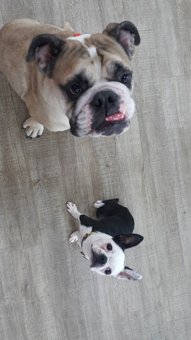 강아지 기침소리 거위소리를 내는 이유는? : 네이버 블로그, image size:800x1422