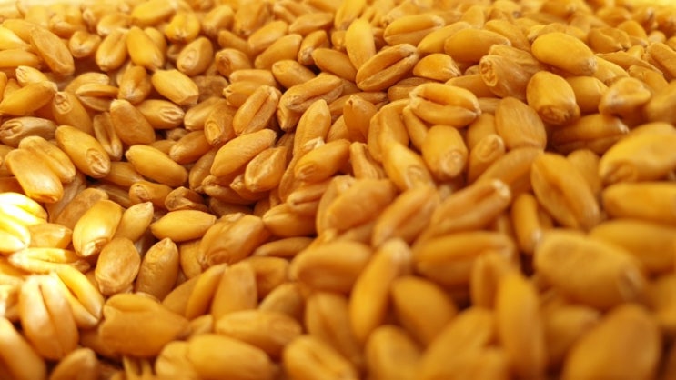  경주 양북 달토마토 농장의 우리밀,우리보리 파종했습니다