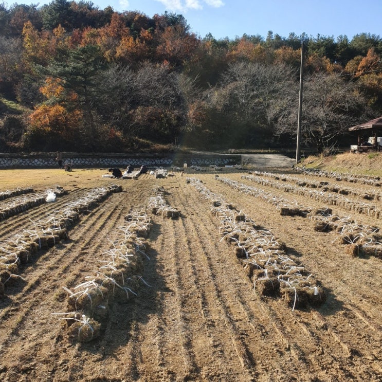  11월 황금빛 단풍이든 조경잔디 판매부터 잔디심는법까지 총정리