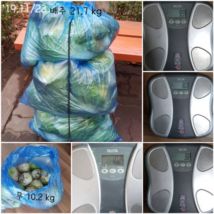  19년 텃밭 종료-3번 태풍 불구 32kg 수확 (11/23)