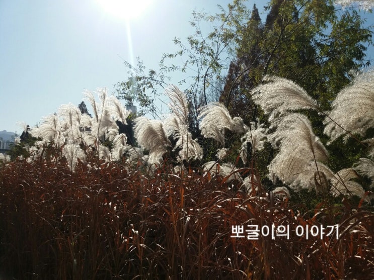  늦가을이네요.