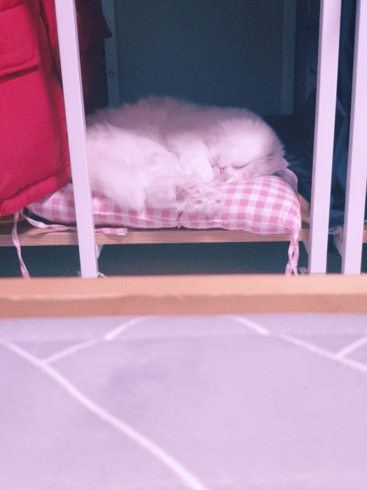  누누(똥고냥이)특: 귀여움