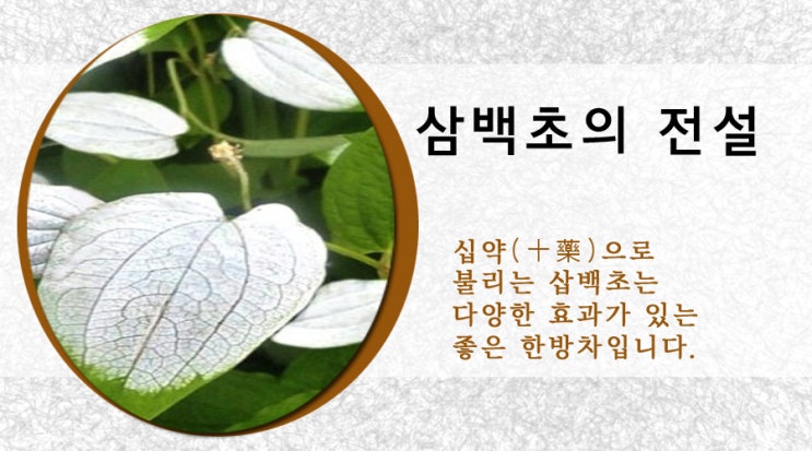 삼백초의 전설(약초이야기)