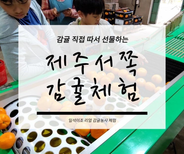  제주서쪽코스 best5 감귤체험 농장추천