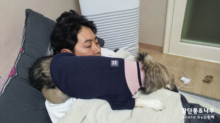  오이돌 강단풍 전용 침대