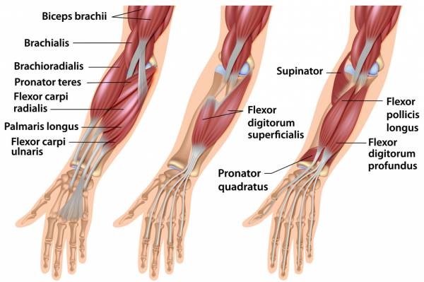 [해부학] 전완, 아래 팔(Forearm, Lower arm)의 근육 개괄 : 네이버 블로그