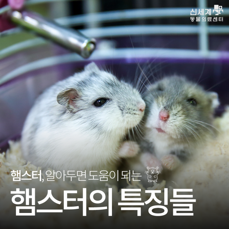 í–„ìŠ¤í„°íŠ¹ì§• í–„ìŠ¤í„° í‚¤ìš°ê¸° ì „ ê¼­ ì•Œì•„ë'˜ íŠ¹ì§•ë
