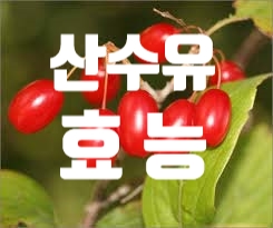  산수유효능 여성의 생리불순 개선효과
