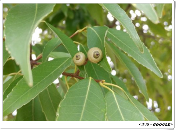 참나무식품 이미지