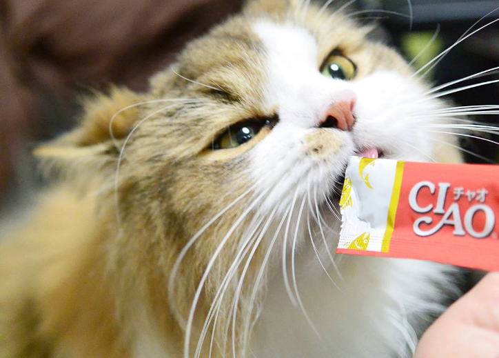 고양이 간식 츄르 마약간식의 이유와 급여횟수 : 네이버 블로그
