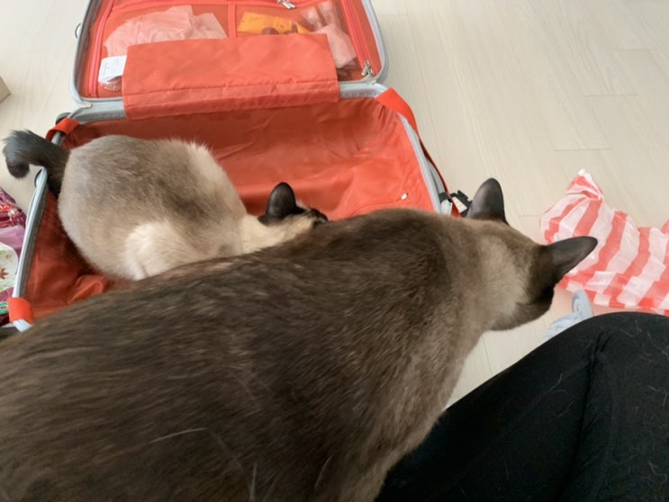  [고양이] 19.11월, 여행다녀온 후