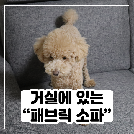 거실에 있는 패브릭소파 참 좋다 거실에 있는 패브릭소파 참 좋다