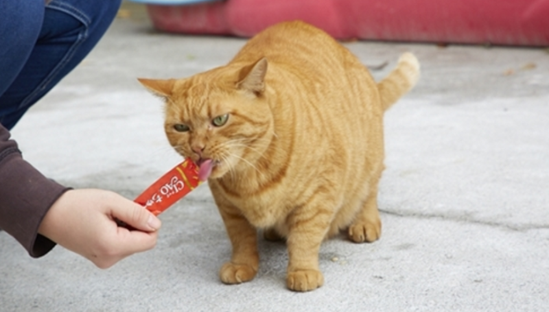 고양이 간식 츄르 마약간식의 이유와 급여횟수 : 네이버 블로그