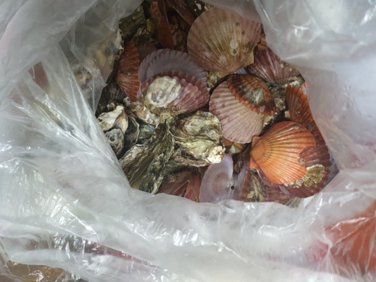  [텍폴맛집] 아빠가 유일허게 좋아하는 석화 굴, 김사장 수산에서 우리도 드뎌 주문해먹어봤어요