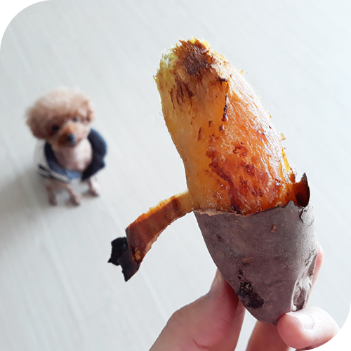  엄마텃밭표 꿀고구마 당도 쫭