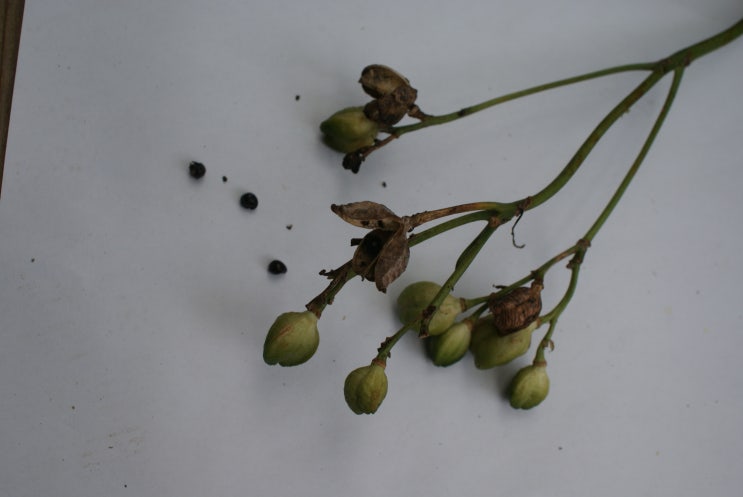 봄에 약초,야생화 씨앗 심는 방법