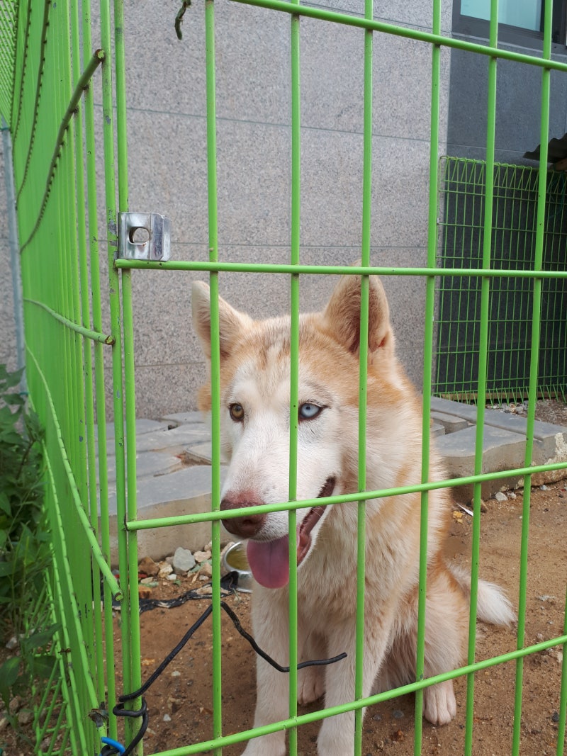 개꿈, 강아지 꿈, 꿈 풀이, 꿈 숫자 : 네이버 블로그