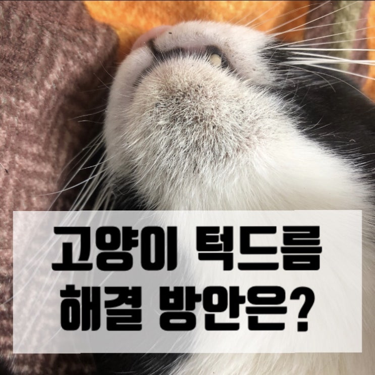  오리젠 잘 먹다가 갑자기 턱드름 폭발한 고양님들.. 고양이 턱드름 없애기