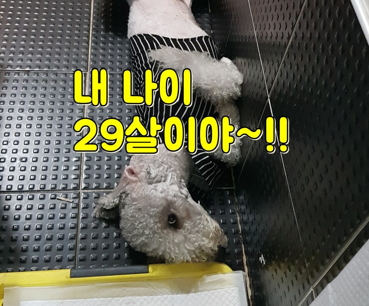  강아지 나이계산방법, 평균수명