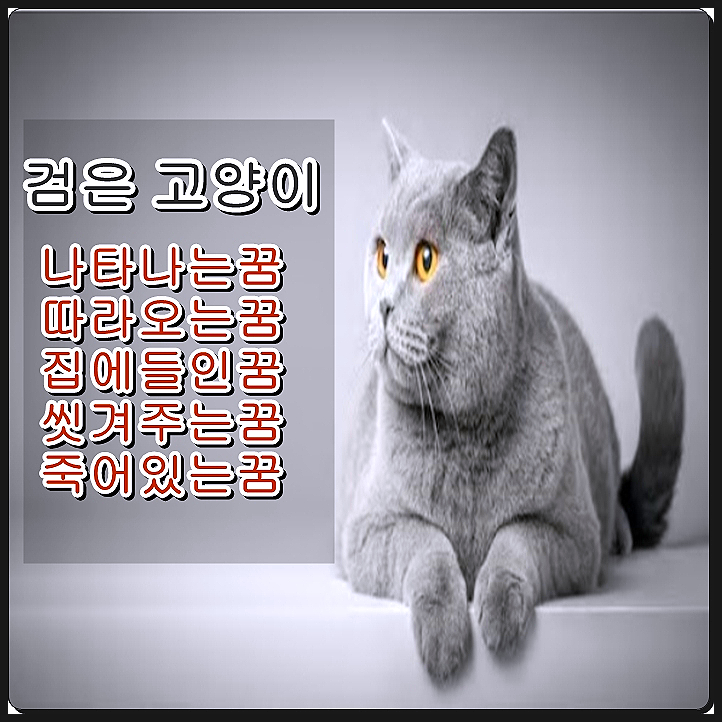  검은고양이꿈 안냐옹~