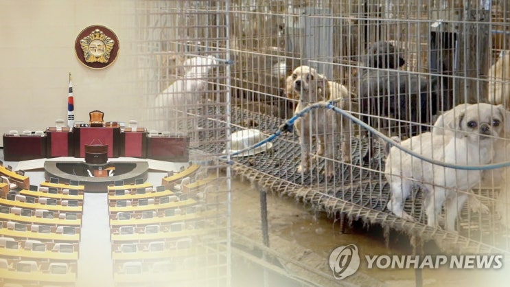 맹견 소유자 보험가입 의무화…동물 유기사건 경찰이 수사 맹견 소유자 보험가입 의무화…동물 유기사건 경찰이 수사