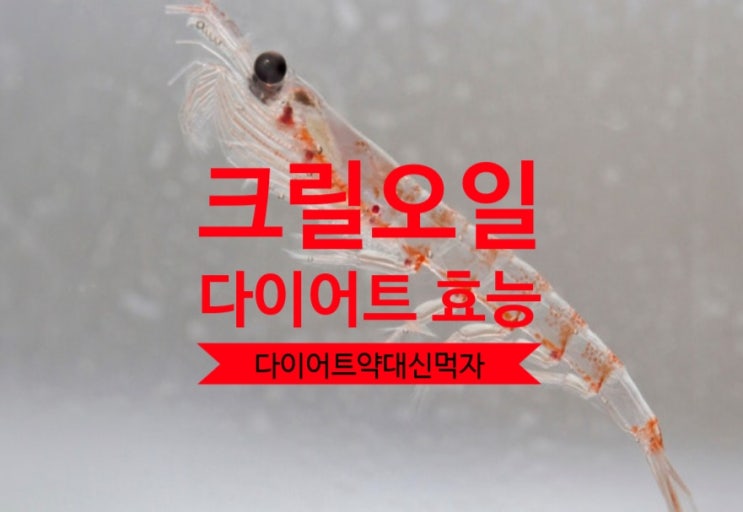  크릴오일 다이어트효과 효능 부작용 먹는방법
