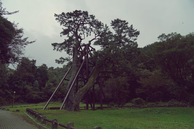 한라산신제를 봉행하는 산천단! 우리나라에서 가장 크고 오래된 곰솔이 있는 곳~