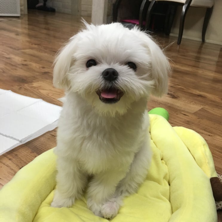  귀여워(꼬미 세상 제일 귀여워 구경 오세요)