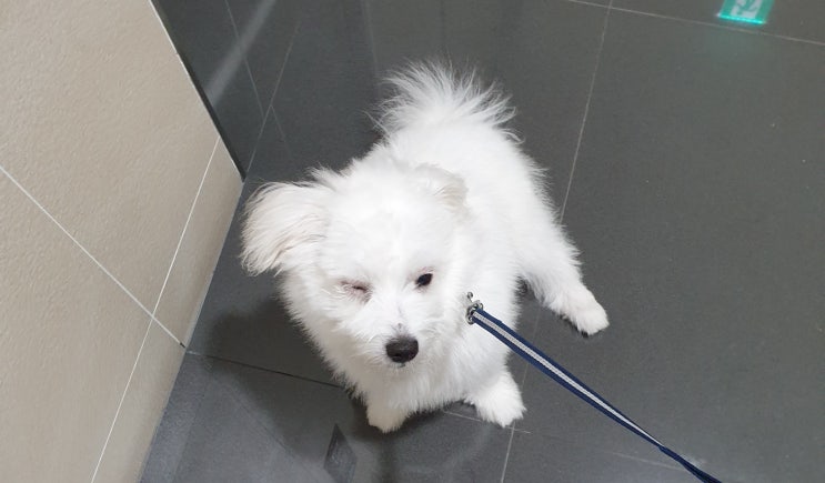  과잉진료, 분당 동물병원 선택하기까지...