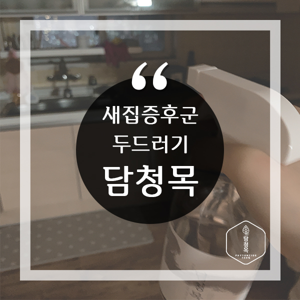  새집증후군 두드러기 때문에 고생 중이라면 담청목으로 해결!
