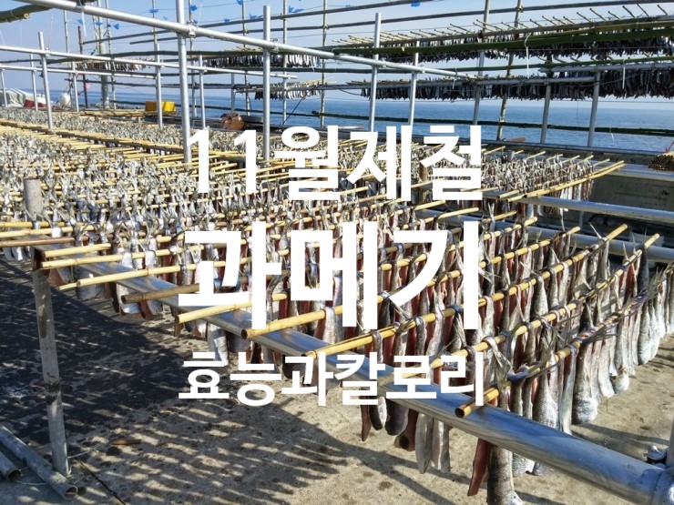  과메기 효능 보관법 과메기다이어트 칼로리