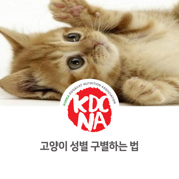  [반려동물 궁금한 상식 알아보기] 고양이 암수 구별하는 방법_30