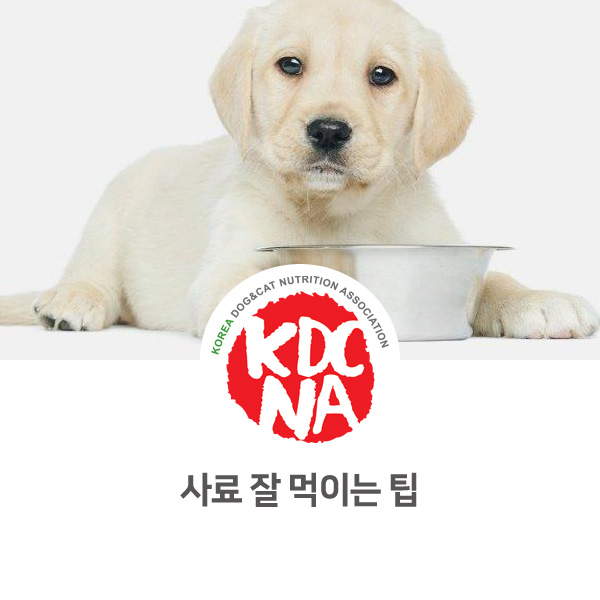  [반려인이 알아야할 필수 정보] 강아지 고양이 사료 먹이는 팁_32