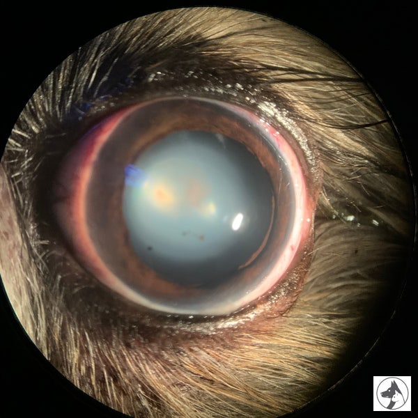 강아지 안내종양 / 강아지 안내출혈(Hyphema) / 강아지 녹내장 (Glaucoma) / 목동 안과 동물 병원