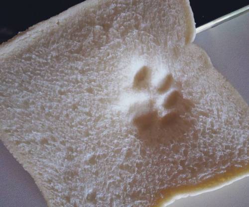 고양이가 실수로 밟은 식빵