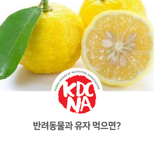  [강아지 고양이 영양 정보] 반려동물 유자 먹어도 되나요?_123