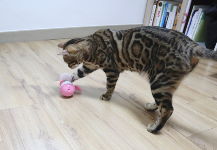 움직이는고양이장난감 :: 옥희독희 치도리 고양이장난감