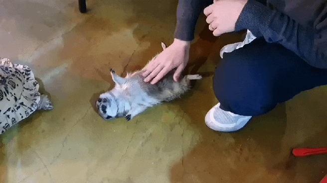 테이블에이 [장소 리뷰] 홍대 라쿤카페 도심속의 작은 동물원 귀요미들 (고양이카페, 라쿤카페, 애견카페, 이색카페, 이색데이트, 미어캣, 사막여우, 홍대 고양이카페 다양)