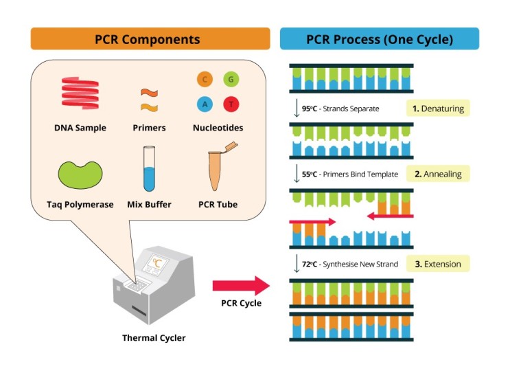 유전공학실험 중합효소연쇄반응 PCR  실험원리 방법정리