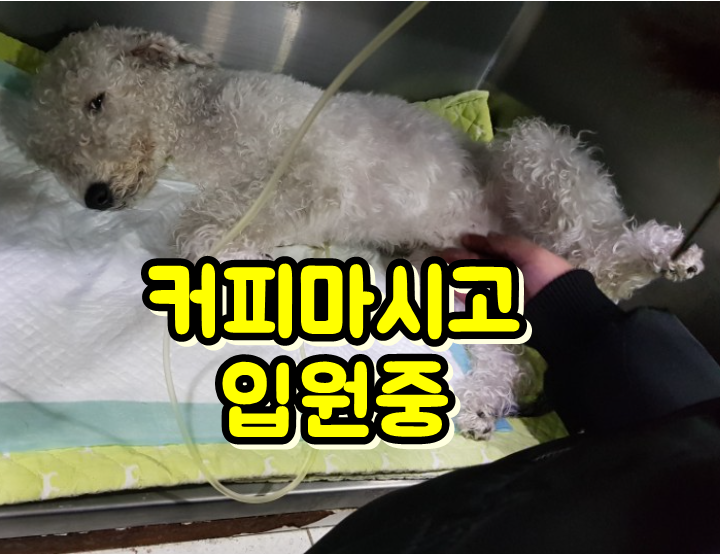  강아지 구토, 설사, 호흡곤란, 경련, 발작 일으키는 피해야할 음식 종류