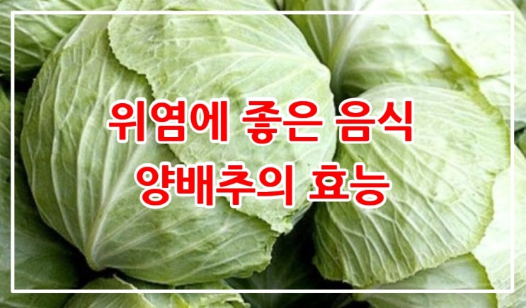  위염에 좋은음식 양배추의 효능