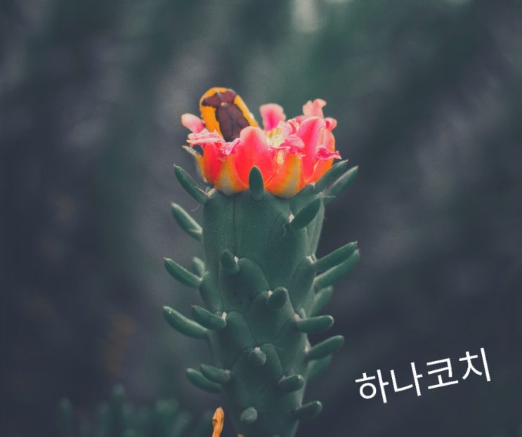  사브라를 아십니까?