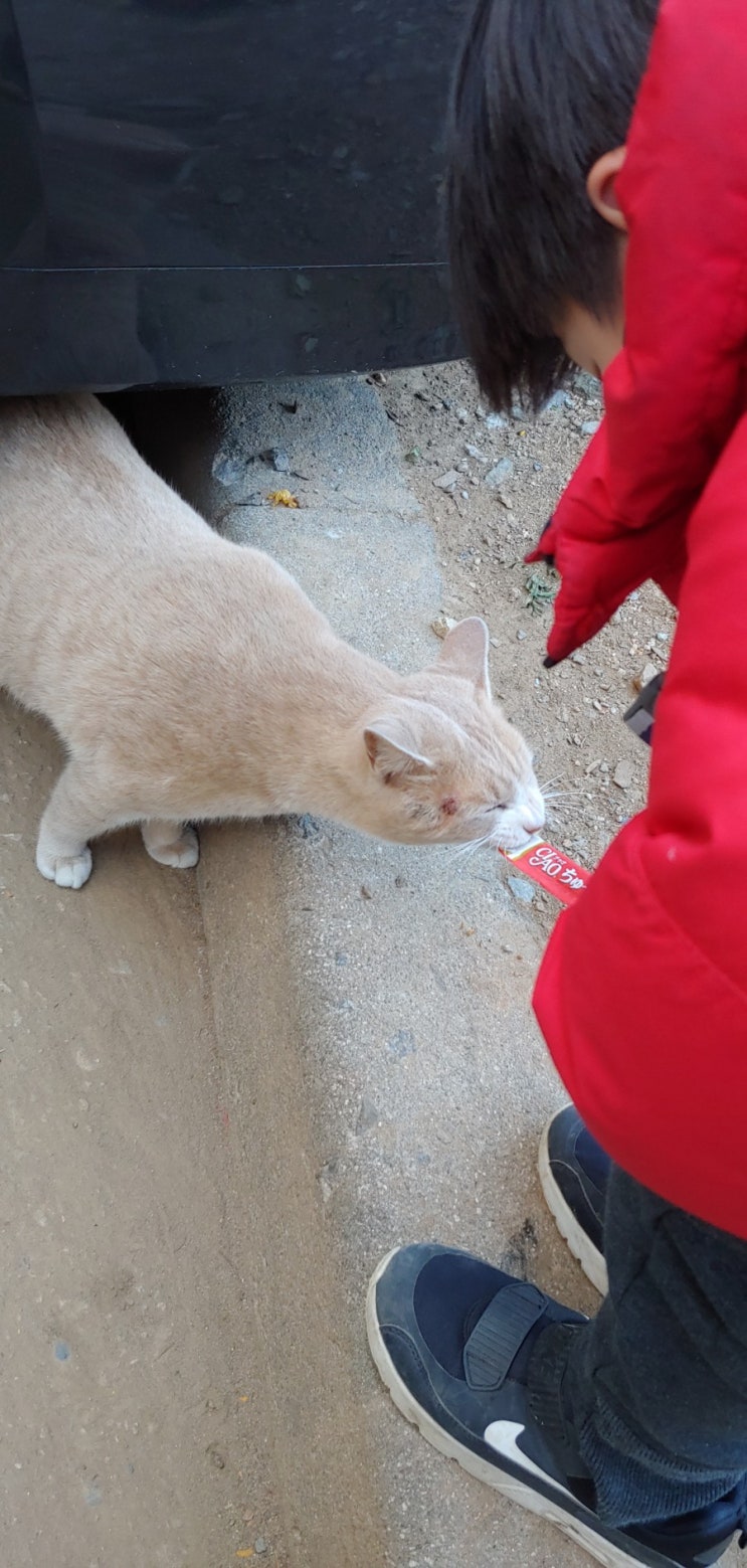  고양이