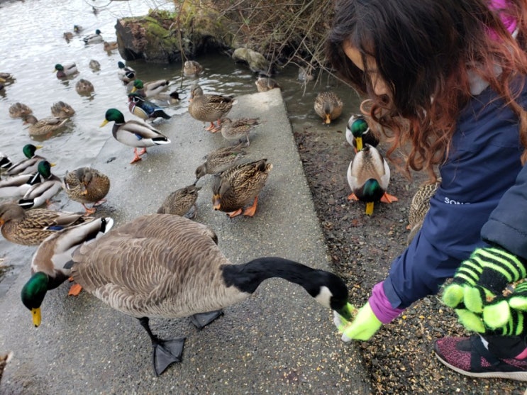 버나비레이크 네이처하우스- Christmas at Burnaby Lake Nature House