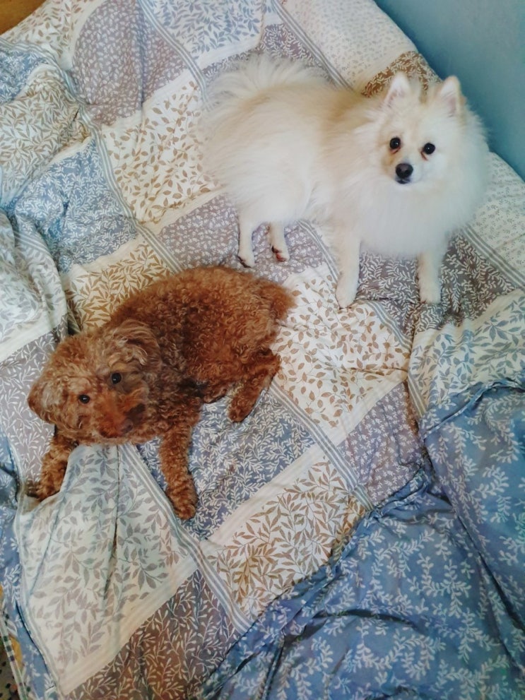  우리집 쪼꼬, 건모를 소개합니다!!